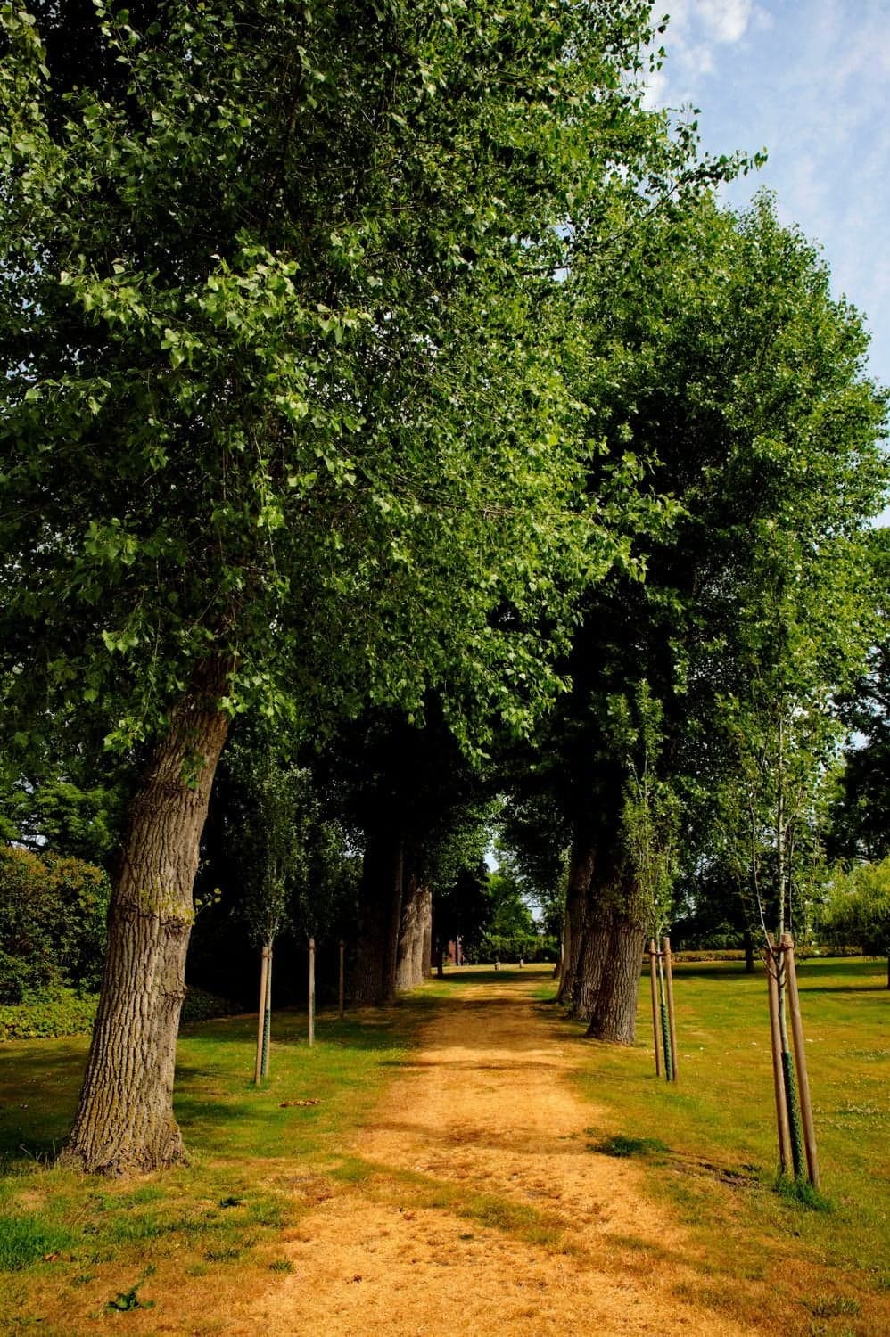Sandiger Weg zwischen hohen Bäumen im Garten